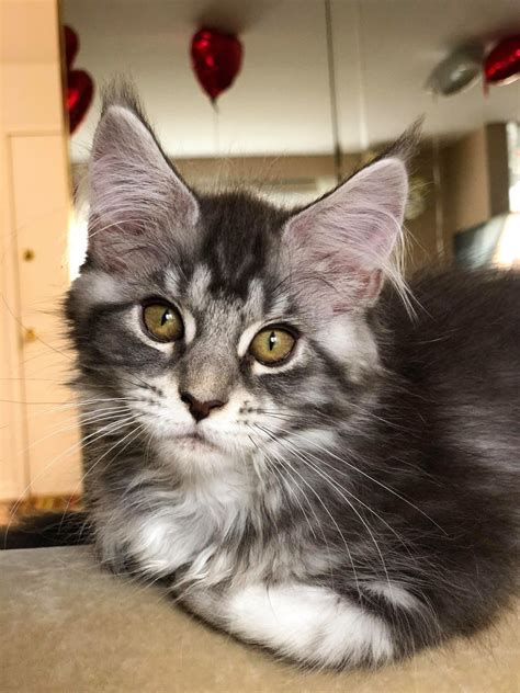 It is not vocally loud but makes chirping and trilling noises which it is known for. . Maine coon kittens for sale chicago